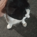 北去的候鸟